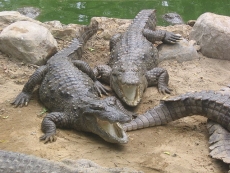 Эксцентричный австралийский «король крокодилов» живет на собственном острове