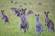Защитники животных пытаются запретить импорт мяса кенгуру в Европейский Союз